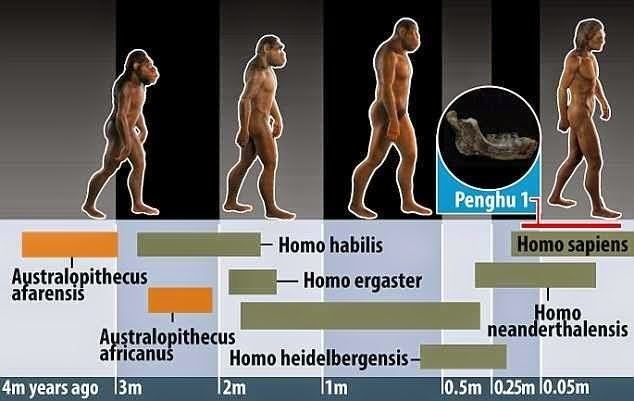 Penghu 1 Penghu 1 A New Species Of Ancient Man Discovered The Collective