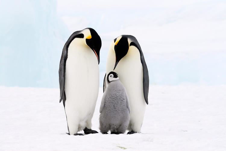 Penguin Penguin Animal Planet