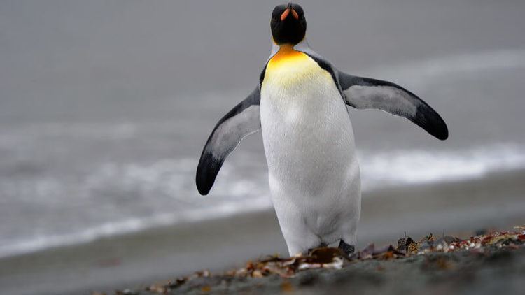 Penguin Google Penguin Update Search Engine Land Explains the Google
