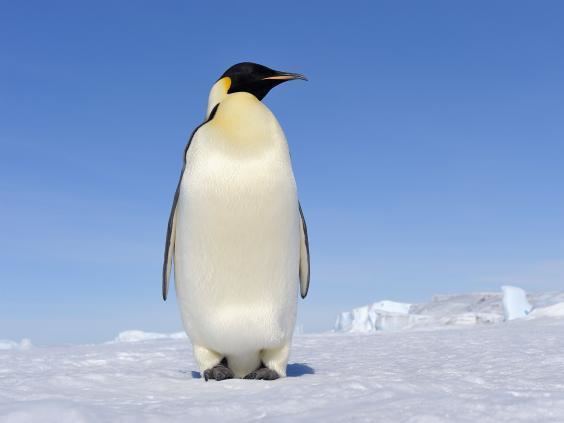 Penguin The very long march of the emperor penguin The Independent