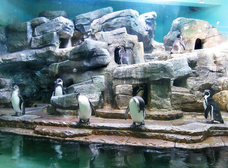 Penguinarium