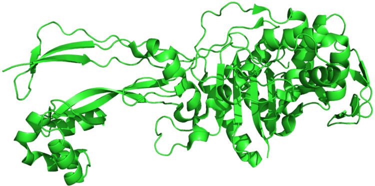 Penicillin binding proteins