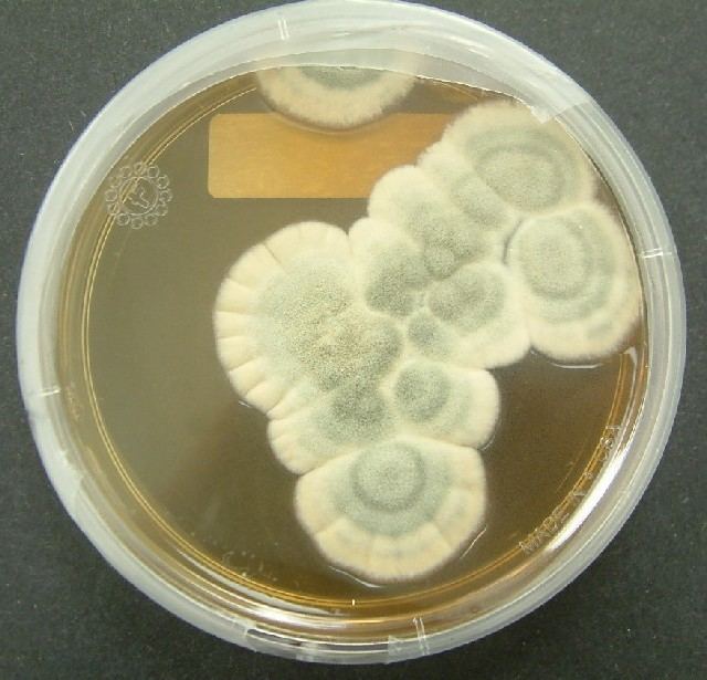 Penicillium as it was discovered by Alexander Fleming in 1928 which later earned its name in 1929.