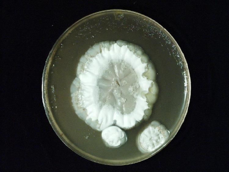 Penicillium funiculosum MYCOTA