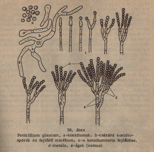 Penicillium camemberti