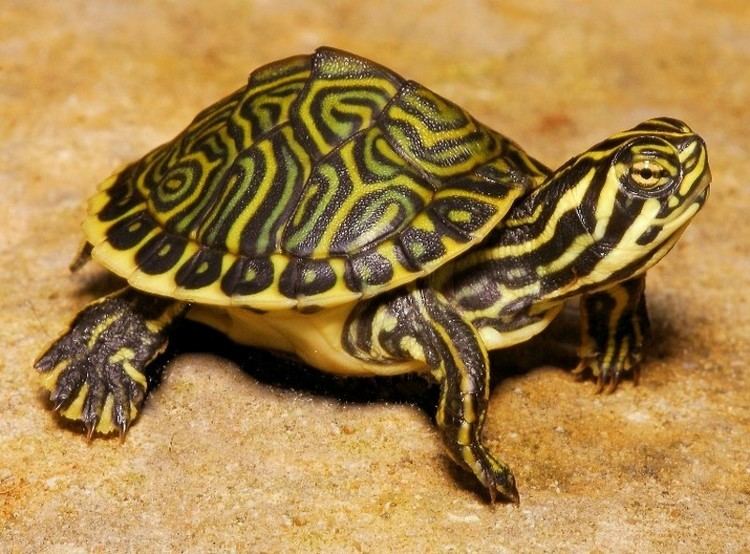 Peninsula cooter Peninsula Cooter for sale from The Turtle Source