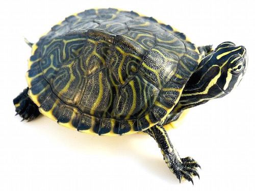 Peninsula cooter Peninsula Cooter Turtle for Sale Reptiles for Sale