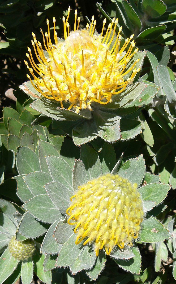 Peninsula Granite Fynbos