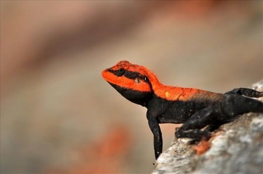 Peninsular rock agama Peninsular Rock Agama in breeding colors My Scholarship entry A
