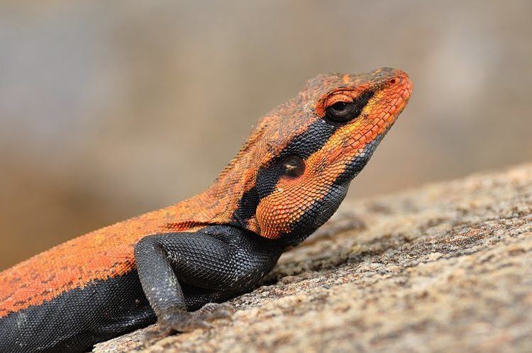 Peninsular rock agama Reptiles of India 3 Peninsular Rock Agama Walk the Wilderness