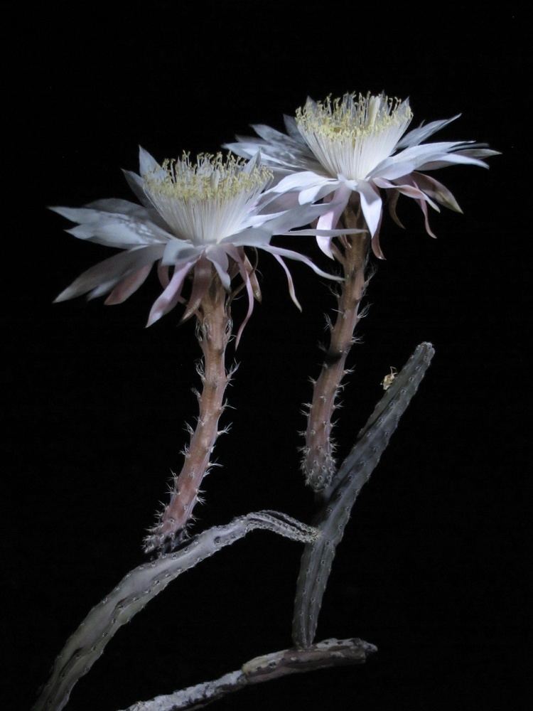 Peniocereus Night Blooming Cerus Peniocereus greggii Donoghue and Associates