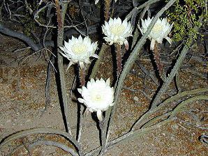 Peniocereus greggii Arizona Night Blooming Cereus Cactus Peniocereus greggii Arizona