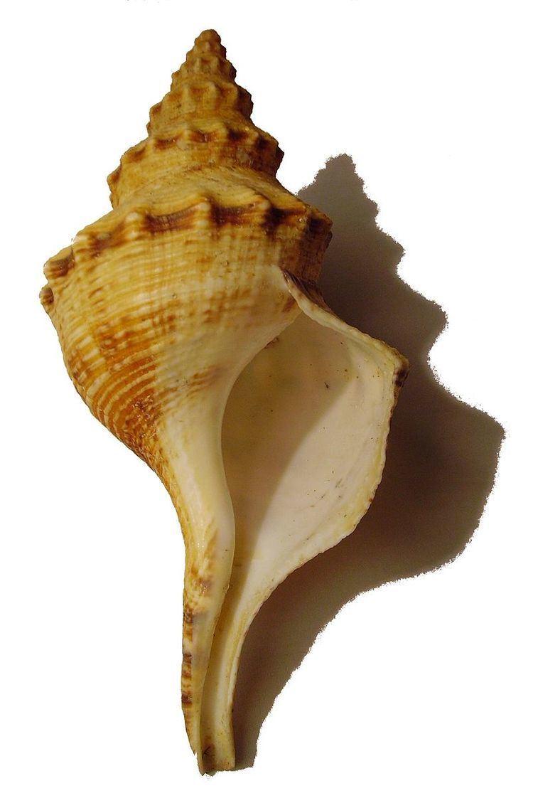 Penion maximus