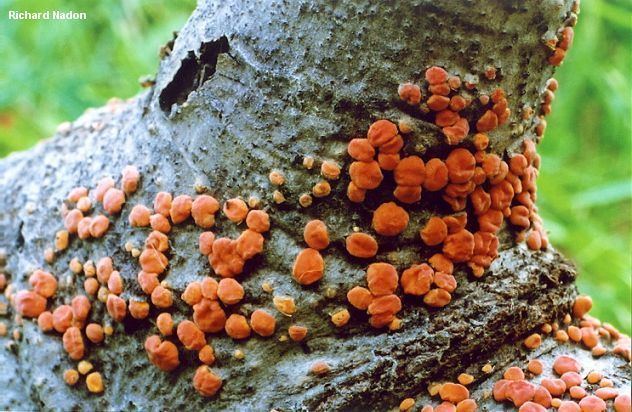 Peniophora Peniophora rufa MushroomExpertCom
