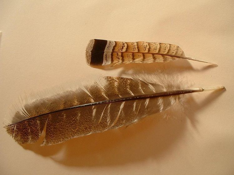 Pennaceous feather