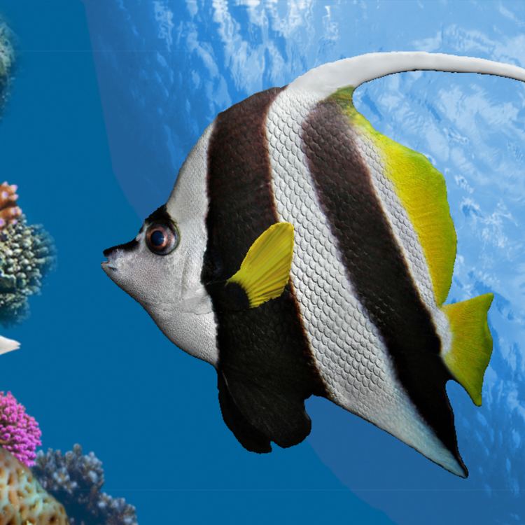 Pennant coralfish Pennant Coral Fish 3D Models BijanStudio