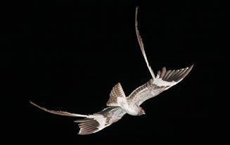 Pennant-winged nightjar vexillarius Pennantwinged nightjar