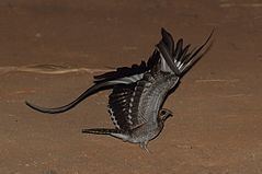 Pennant-winged nightjar httpsuploadwikimediaorgwikipediacommonsthu