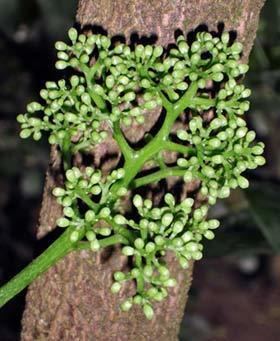 Pennantia baylisiana Pennantia baylisiana New Zealand Plant Conservation Network