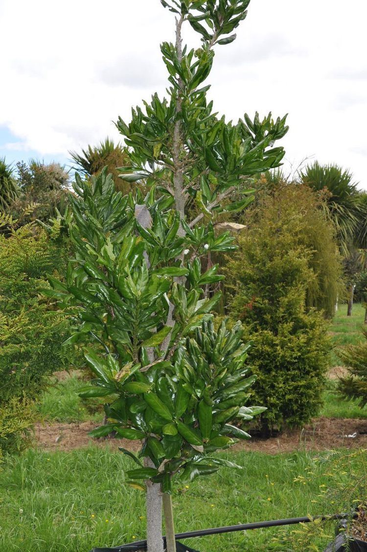 Pennantia baylisiana Baylisiana Pennantia baylisiana Takana Native Trees