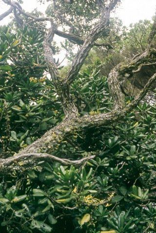 Pennantia baylisiana World39s rarest tree gets some help Scientific American Blog Network