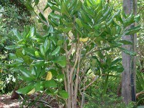 Pennantia baylisiana Pennantia baylisiana New Zealand Plant Conservation Network