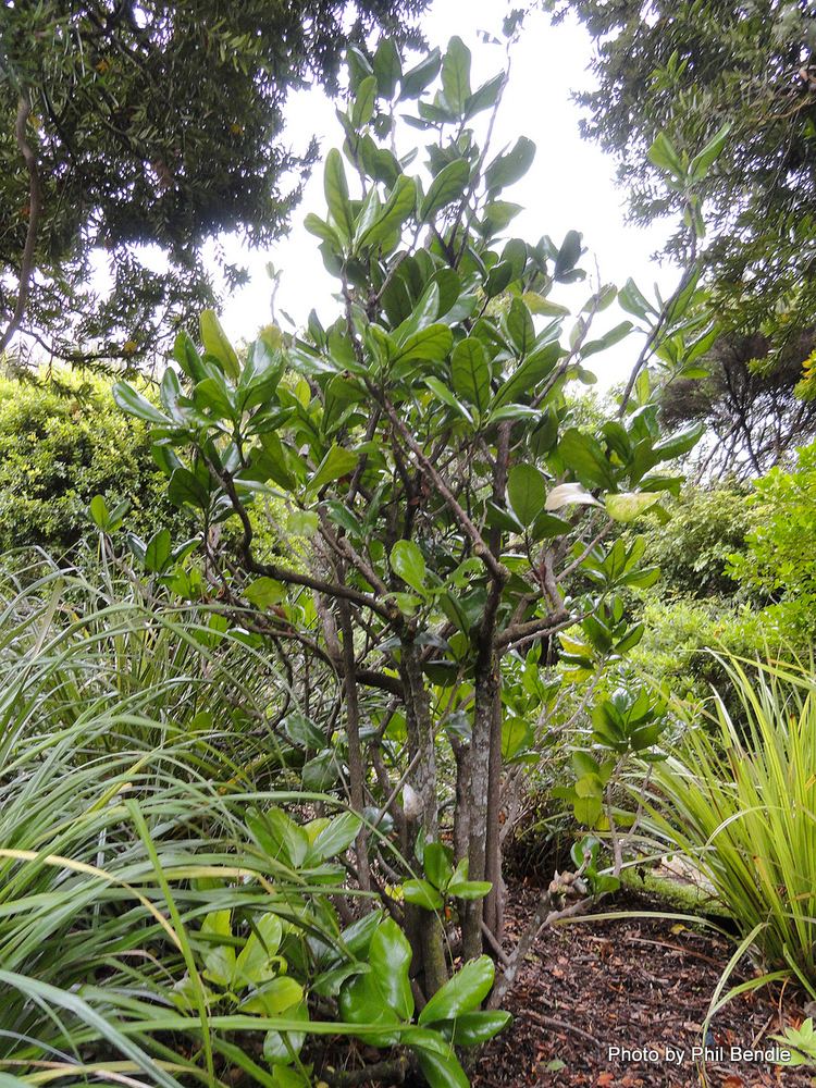 Pennantia baylisiana TERRAIN Taranaki Educational Resource Research Analysis