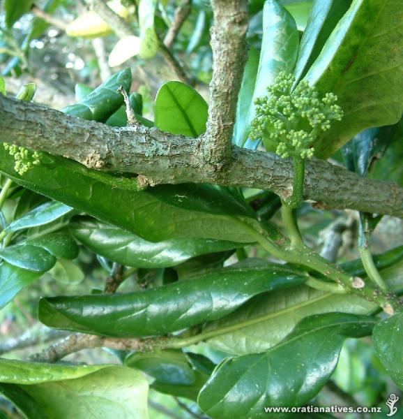 Pennantia baylisiana Pennantia baylisiana Oratia Native Plant Nursery