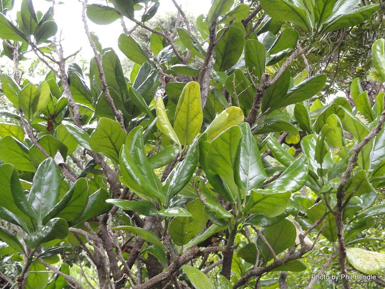 Pennantia baylisiana TERRAIN Taranaki Educational Resource Research Analysis