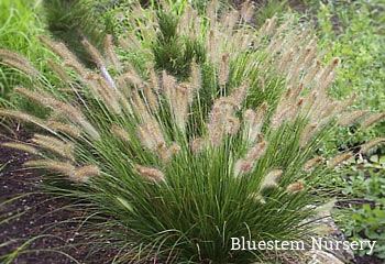 Pennisetum alopecuroides 39Hameln39 Dwarf Fountain Grass