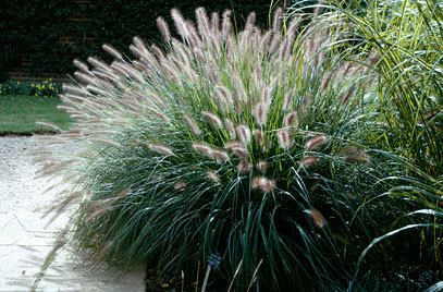 Pennisetum alopecuroides RHS advice amp tips on garden amp indoor plants Plant finder