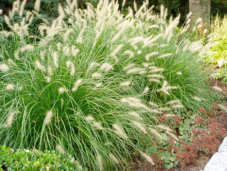 Pennisetum alopecuroides Dwarf Fountain Grass Pennisetum alopecuroides 39Hameln39 YouTube