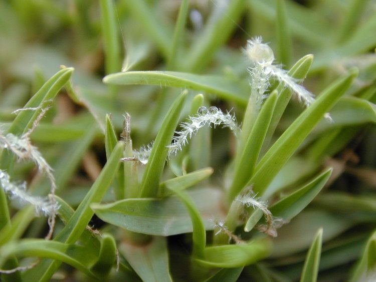 Pennisetum clandestinum HorseDVM Toxic Plants for Horses Kikuyu grass