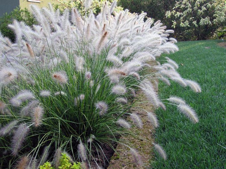 Pennisetum Pennisetum setaceum Rubrum Lavender Fountain Grass hardy to 20