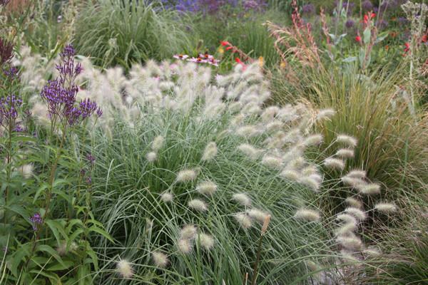 Pennisetum villosum Buy feathertop Pennisetum villosum Delivery by Crocus