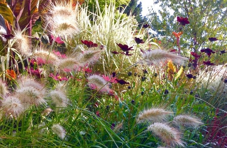 Pennisetum villosum Pennisetum villosum Barn House Garden