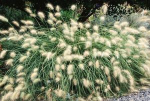 Pennisetum villosum villosum