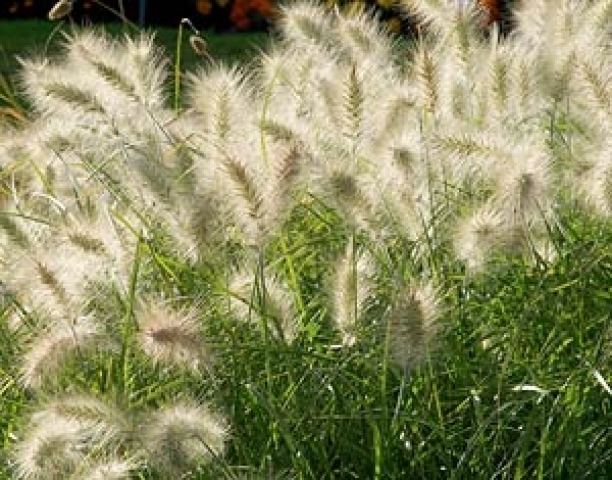 Pennisetum villosum Pennisetum Villosum Wood Cottage Nursery