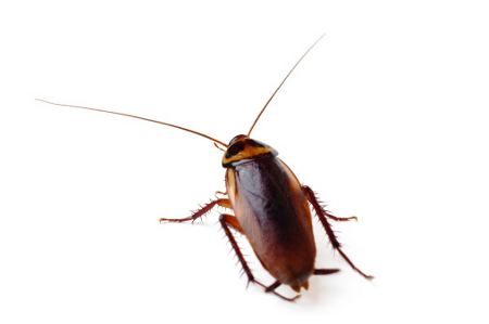 Pennsylvania wood cockroach Things You Need to Know About Pennsylvania Wood Cockroaches