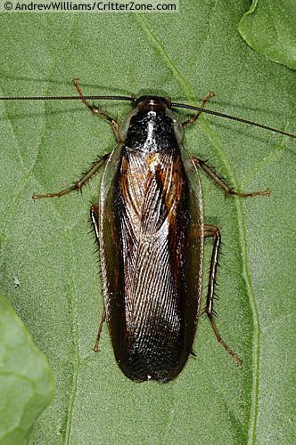 Pennsylvania wood cockroach Pennsylvania wood cockroach Parcoblatta pennsylvanica BugGuideNet