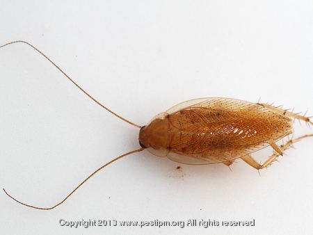 Pennsylvania wood cockroach Pennsylvania Wood Cockroach