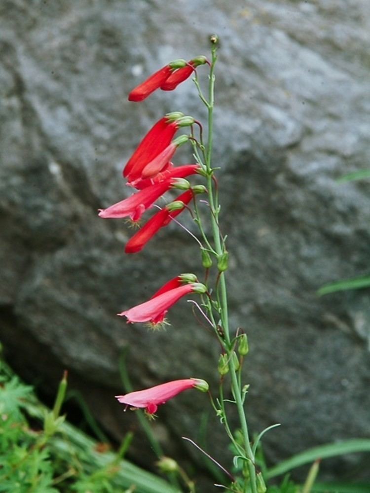 Penstemon barbatus Penstemon barbatus beardlip beardtongue Go Botany