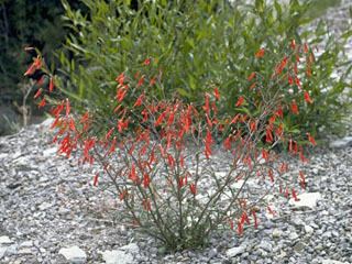 Penstemon barbatus Penstemon barbatus Scarlet bugler NPIN