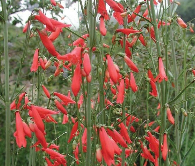 Penstemon barbatus Penstemon barbatus Lambley Nursery