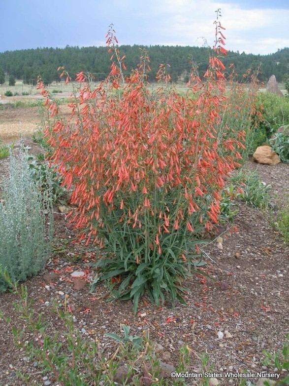 Penstemon barbatus penstemonbarbatusfver587jpg