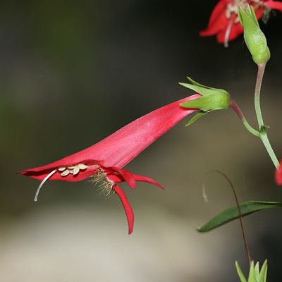 Penstemon barbatus Penstemon barbatus Beardlip Penstemon Southwestern Penstemon