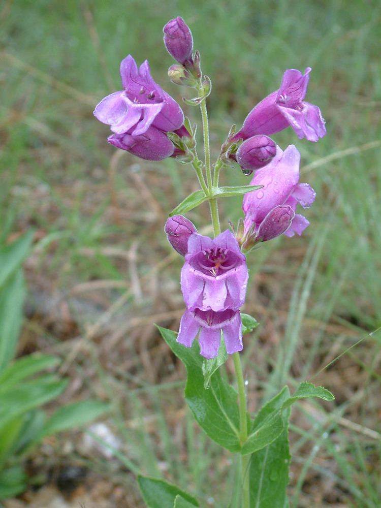 Penstemon cobaea Late Spring and Early Summer