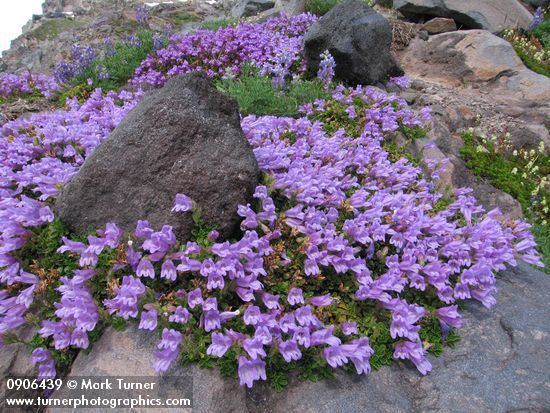 Penstemon davidsonii Penstemon davidsonii Davidson39s Penstemon Wildflowers of the