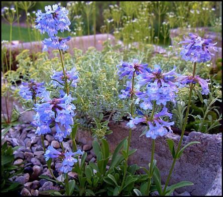 Penstemon procerus Plant of the Month for June 2013 Ontario Rock Garden amp Hardy