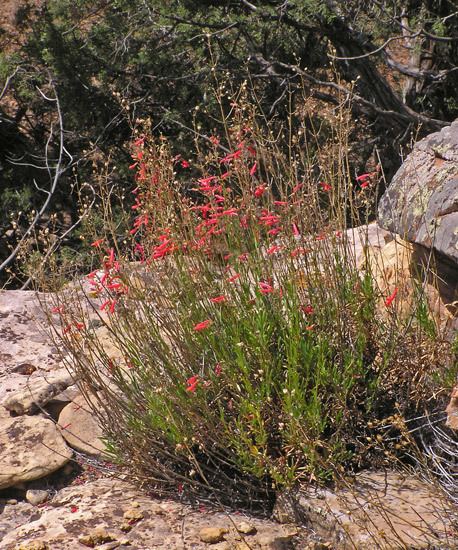 Penstemon rostriflorus Southwest Colorado Wildflowers Penstemon rostriflorus